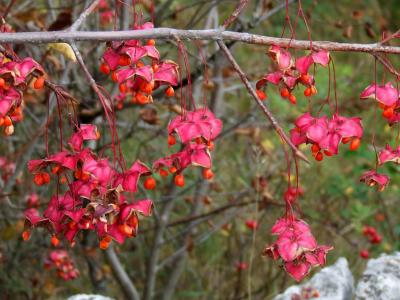 Прикрепленное изображение: DSCF5817.jpg